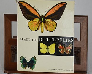 Beautiful Butterflies.