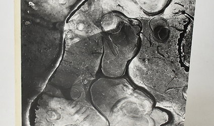 Nezbedné transplantace.