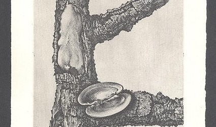 Raněný strom s lasturou II.