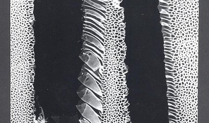 PF 1985 Miloš Koreček.