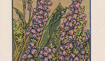 Kniha F. Dvořáčkové. Luční koník na vřesu.