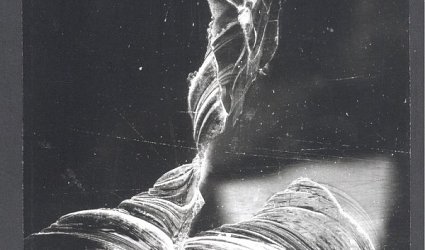 p.f. 1981. Reichmannovi.